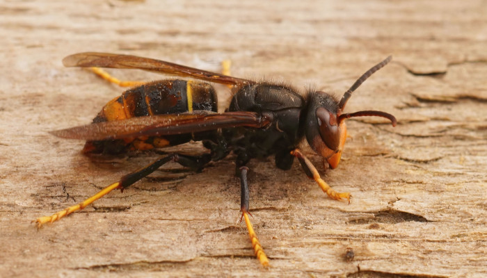 Stad geeft toelage aan Leuvenaars en verenigingen om de Aziatische hoornaar te bestrijden
