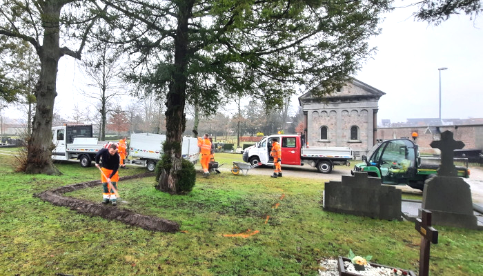 Stad Leuven beschermt waardevolle taxusbomen op Stadsbegraafplaats met mulchbedjes